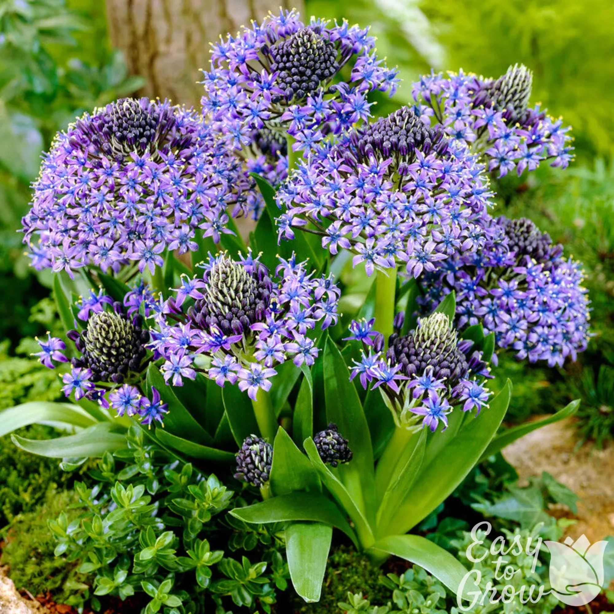 Scilla - Peruviana Peruvian Lily