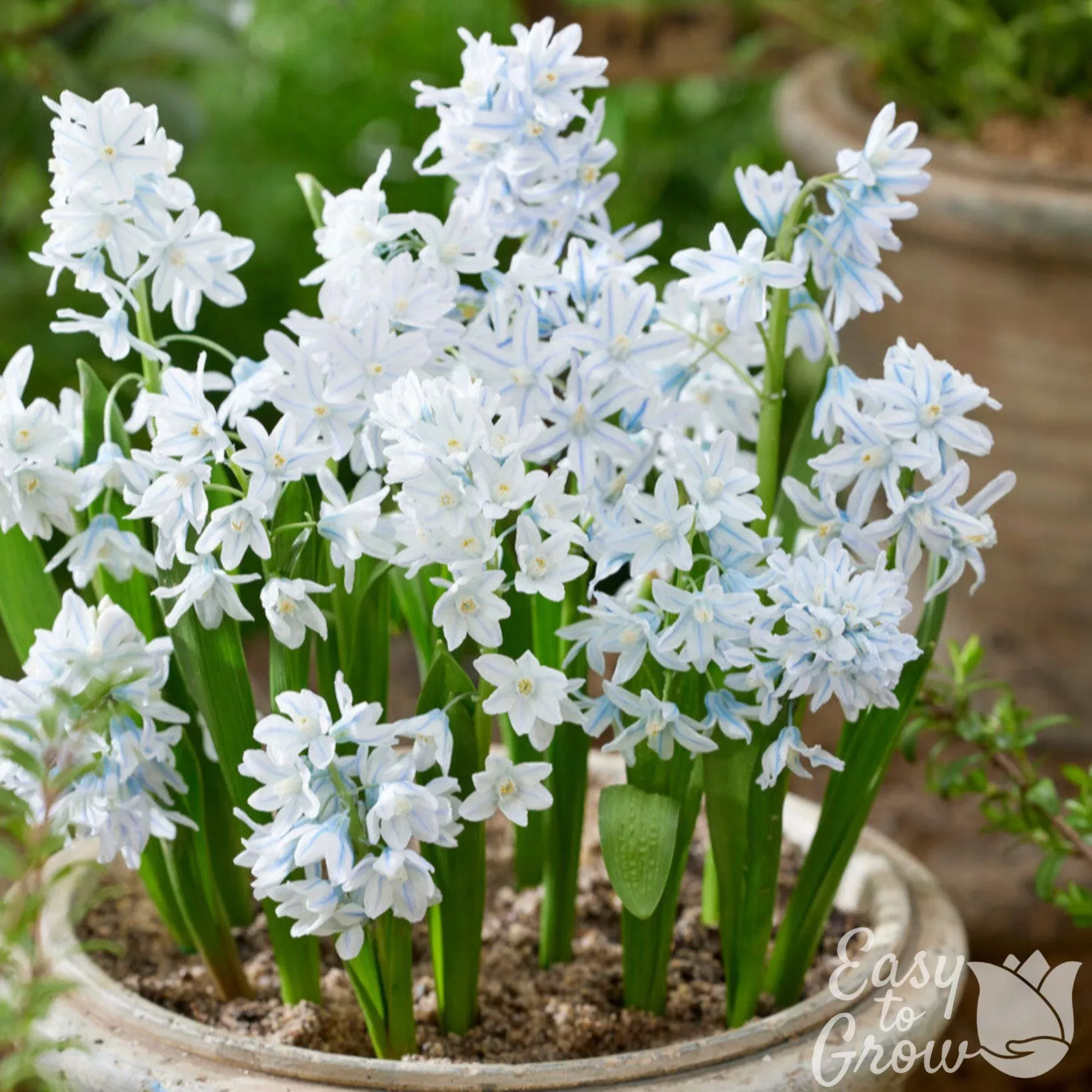 Scilla - Striped Squill Puschkinia