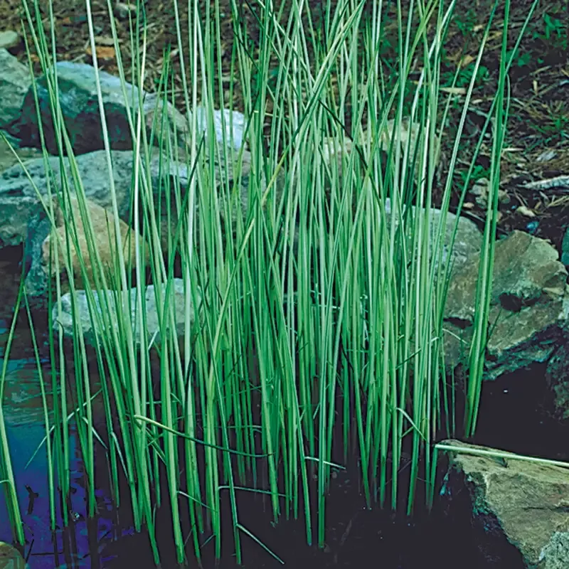 Scirpus 'Albescens' (White Rush)