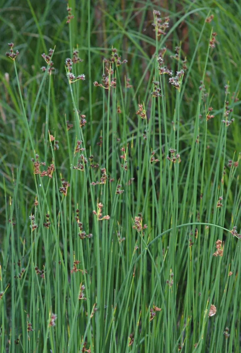 Scirpus Americanus 3 Square Rush