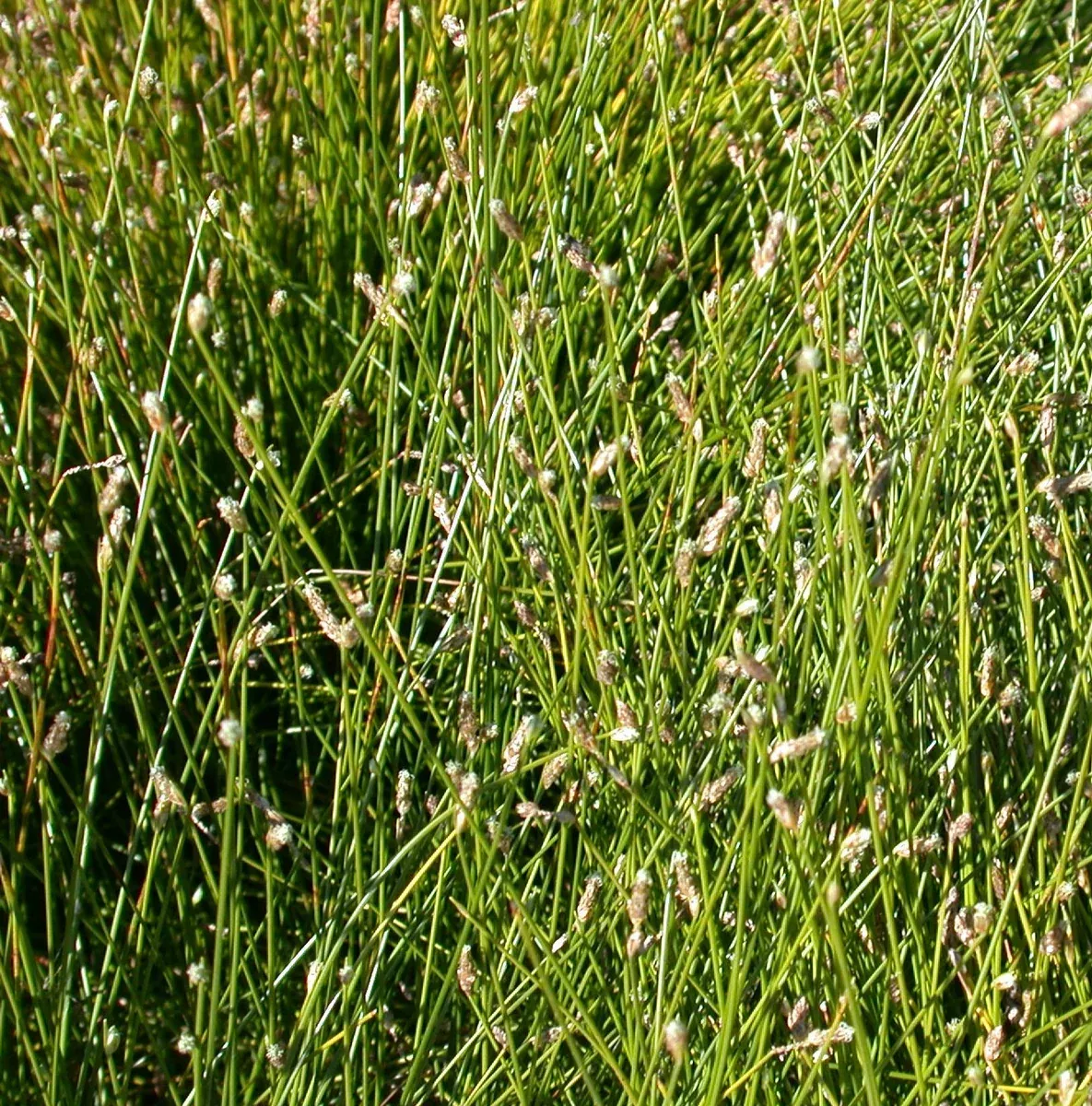 Scirpus cernuus "Fiber Optics Rush"