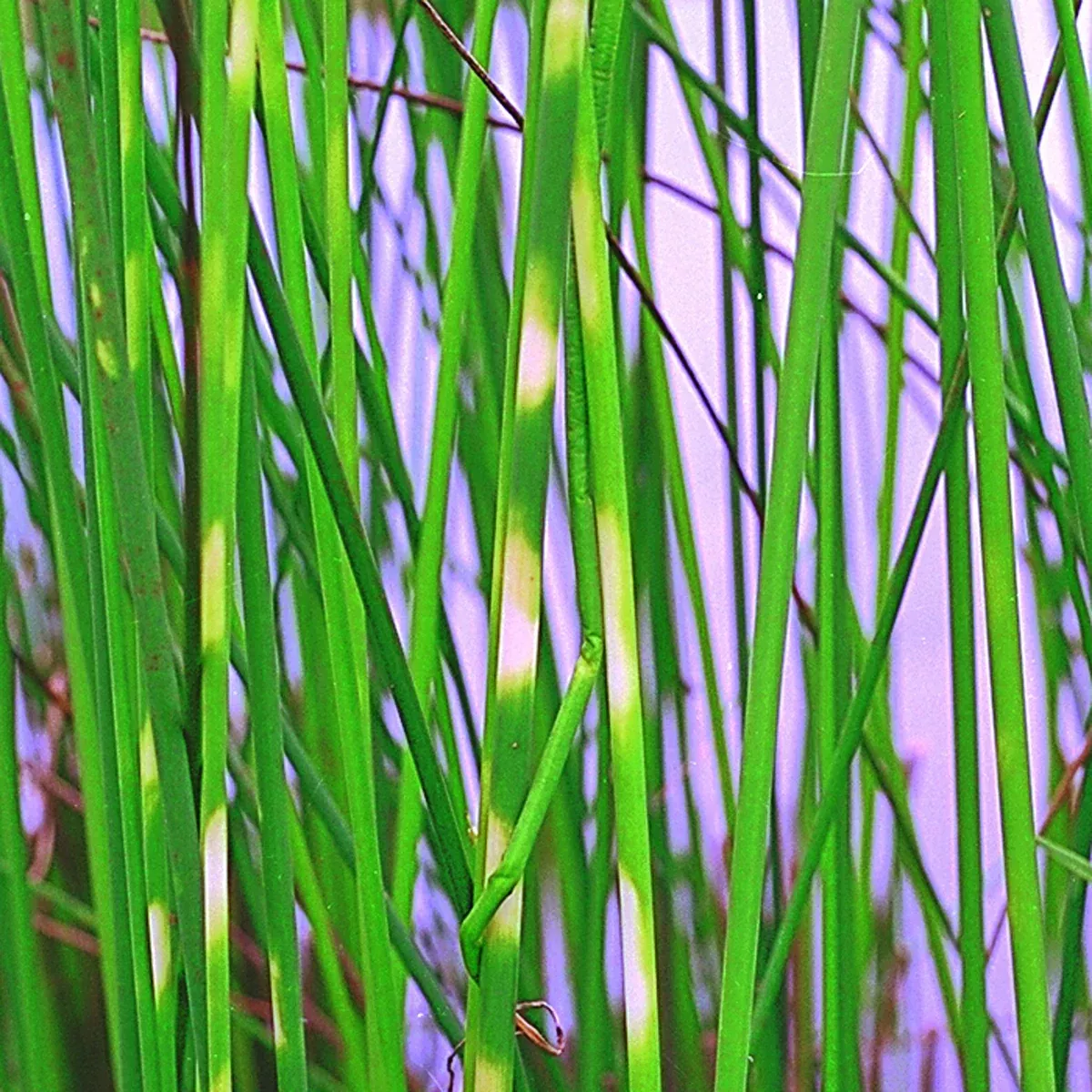 Scirpus 'Zibrinus' (Zebra Rush)