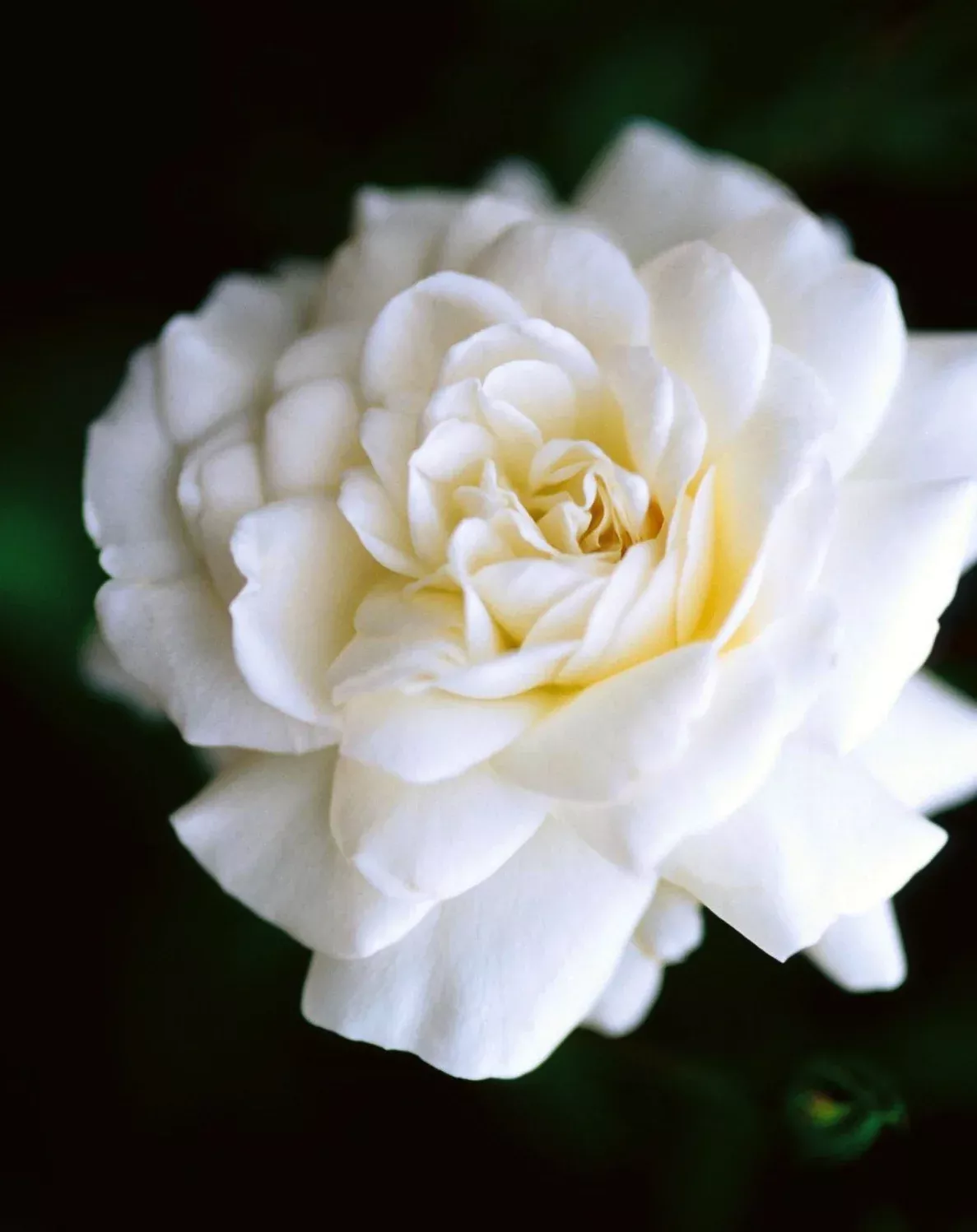 Sea Foam Rose