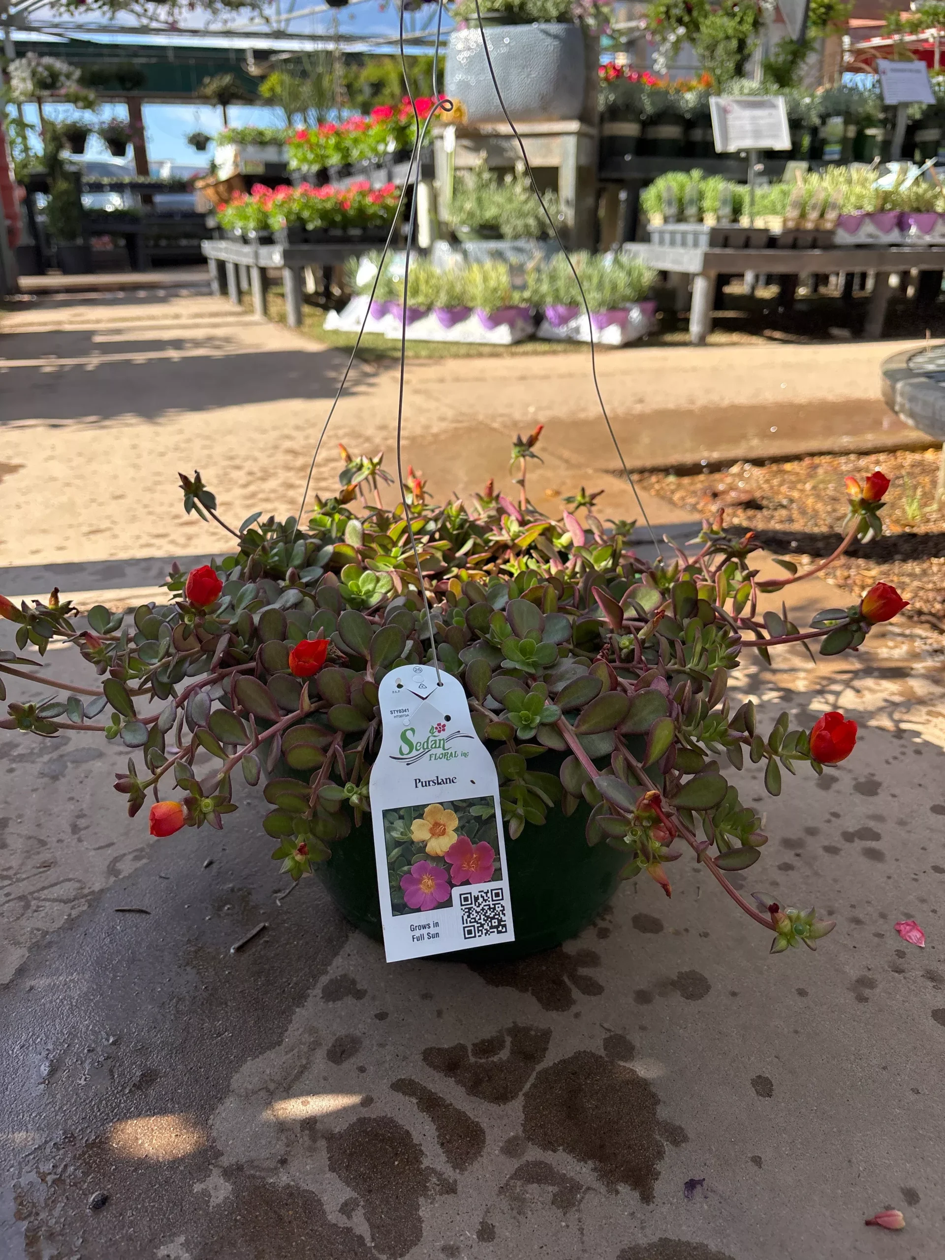 Sedan Floral 10" Purslane HB