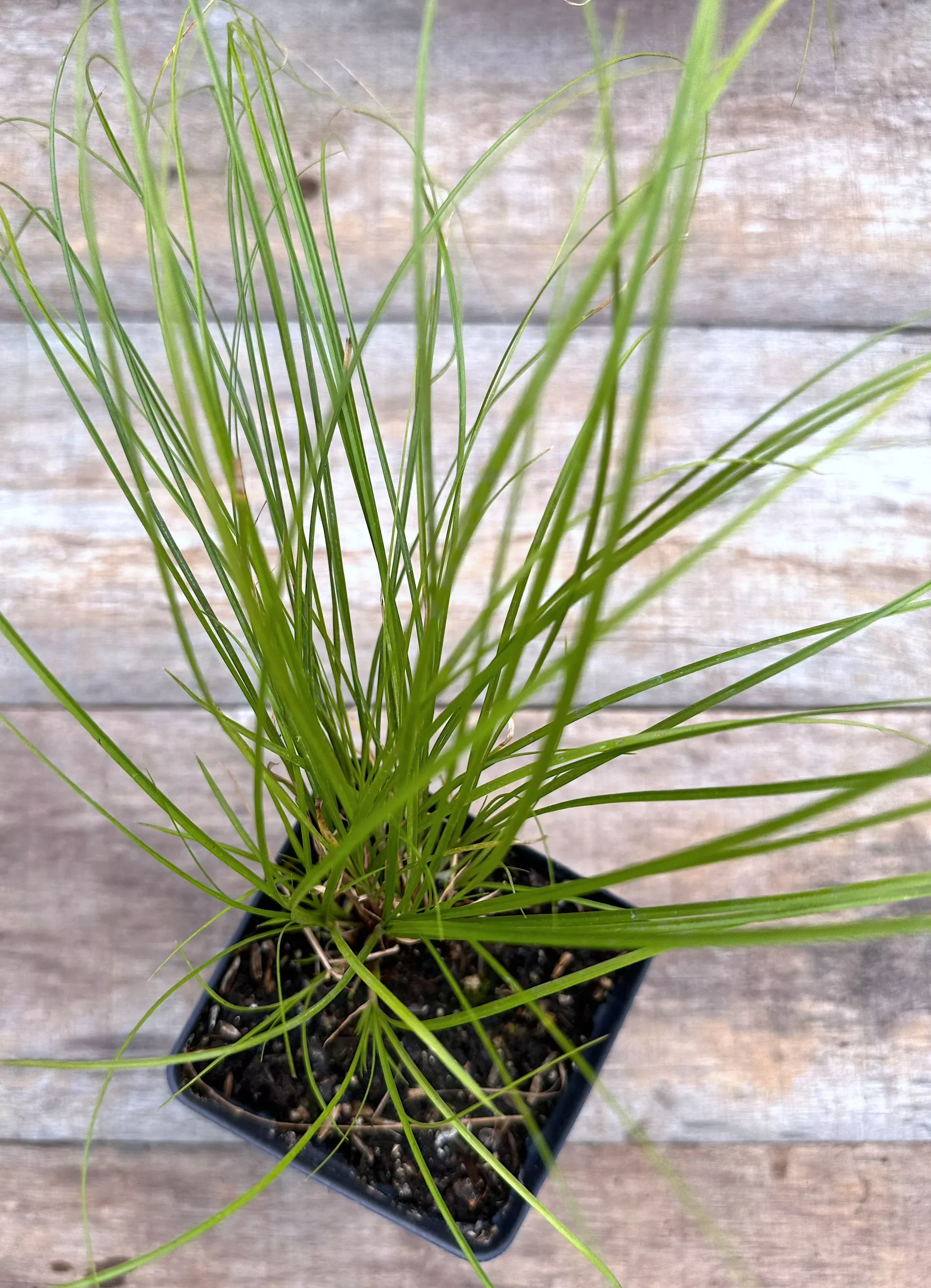 Sedge, Appalachian