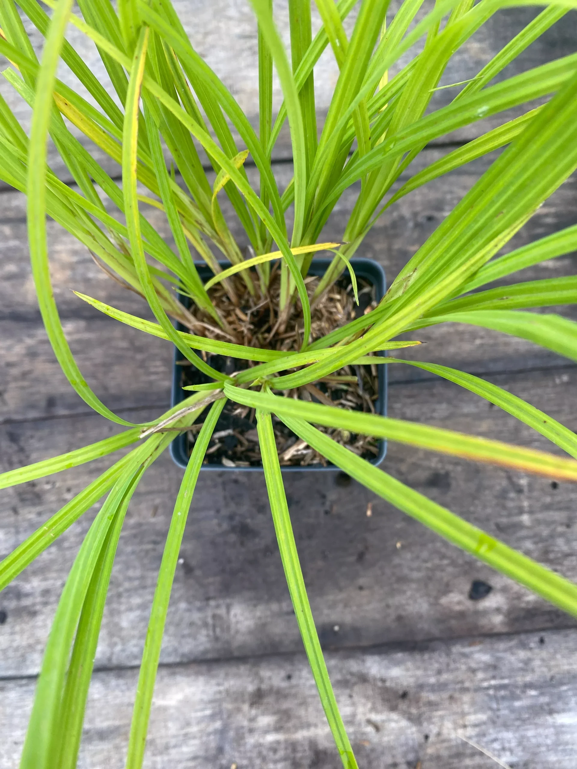 Sedge, Fringed
