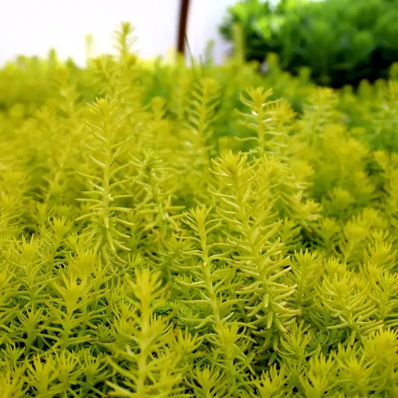 Sedum 'Angelina'
