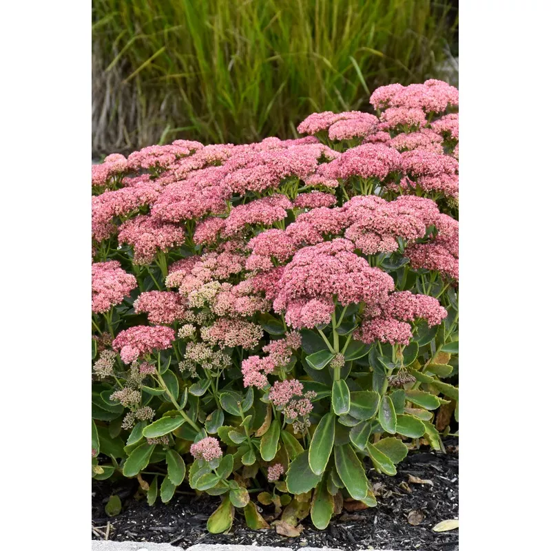 Sedum 'Autumn Fire'