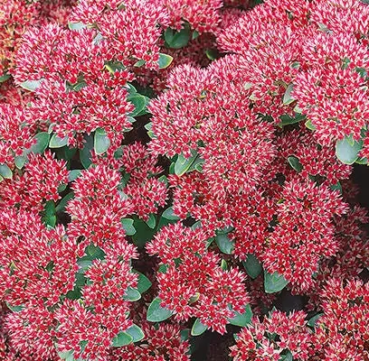 Sedum 'Autumn Joy'