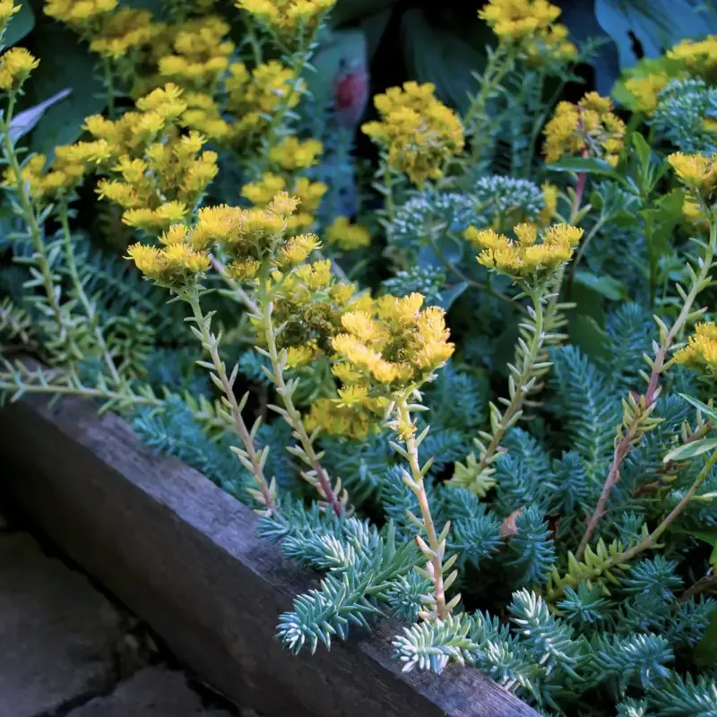Sedum 'Blue Spruce'