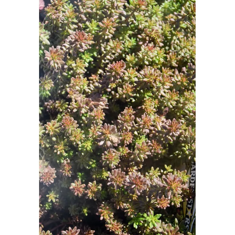 Sedum 'Coral Carpet'