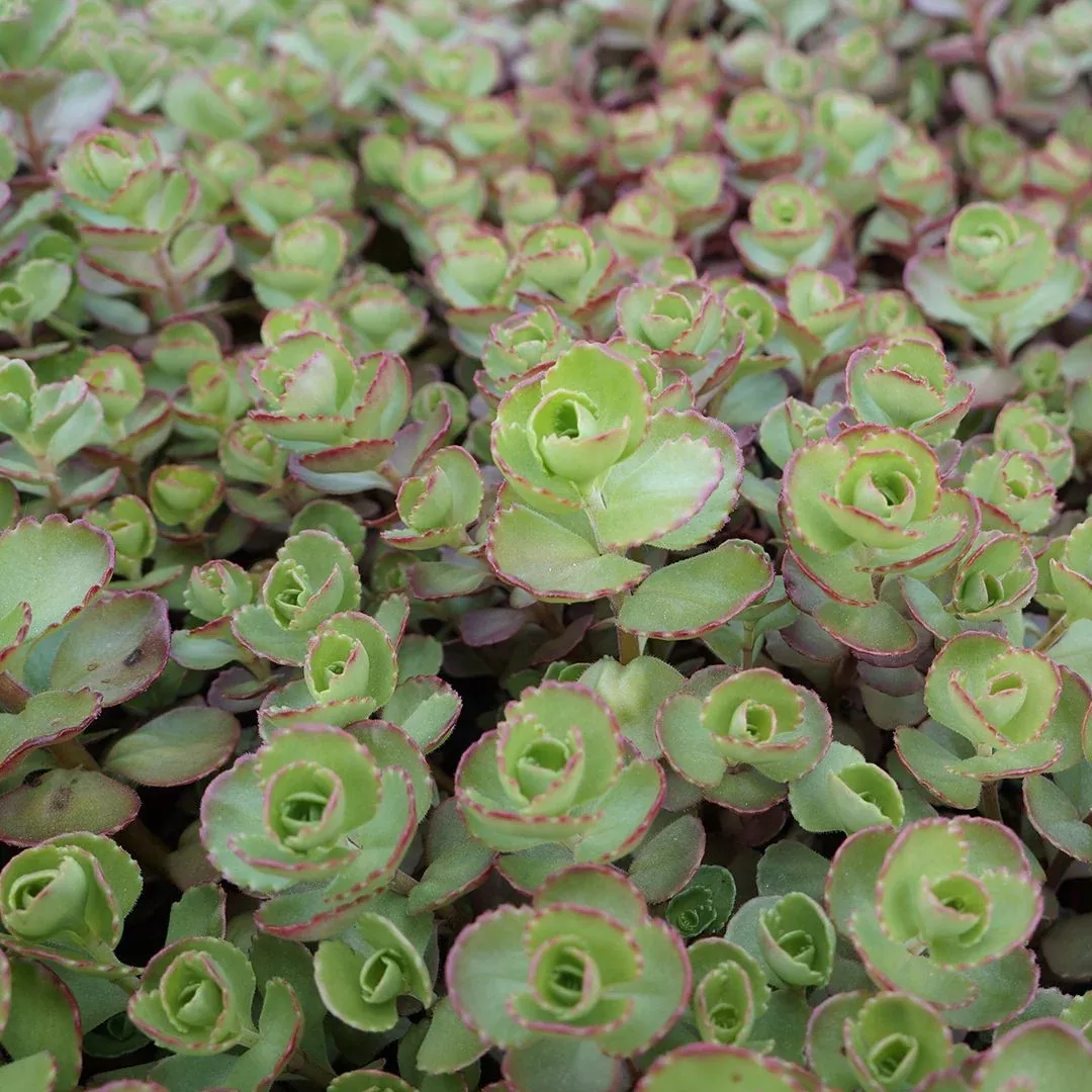 Sedum 'Fulda Glow'