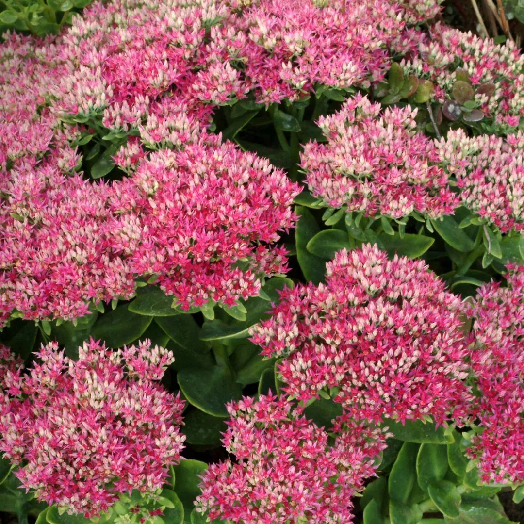 Sedum 'Hotstuff'