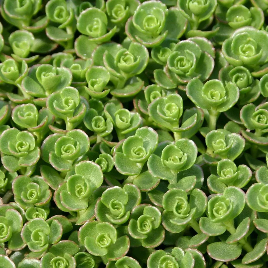 Sedum 'John Creech'