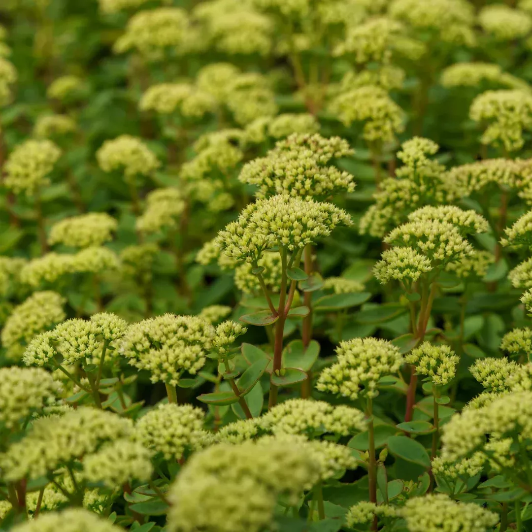 Sedum 'Lemonjade'