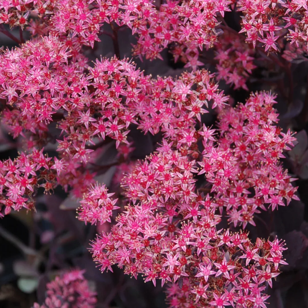 Sedum 'Plum Dazzled'