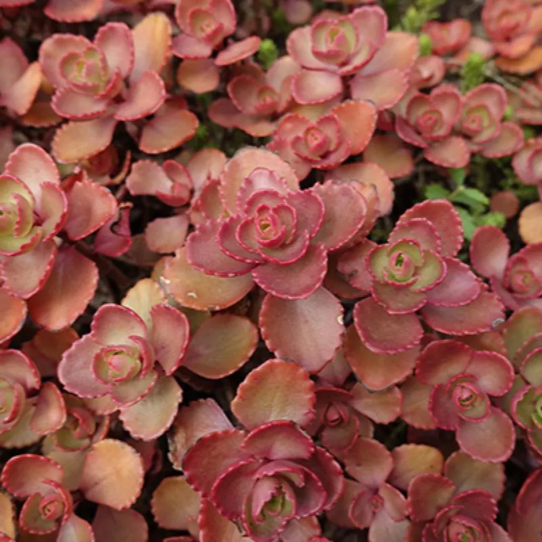 Sedum 'Red Carpet'