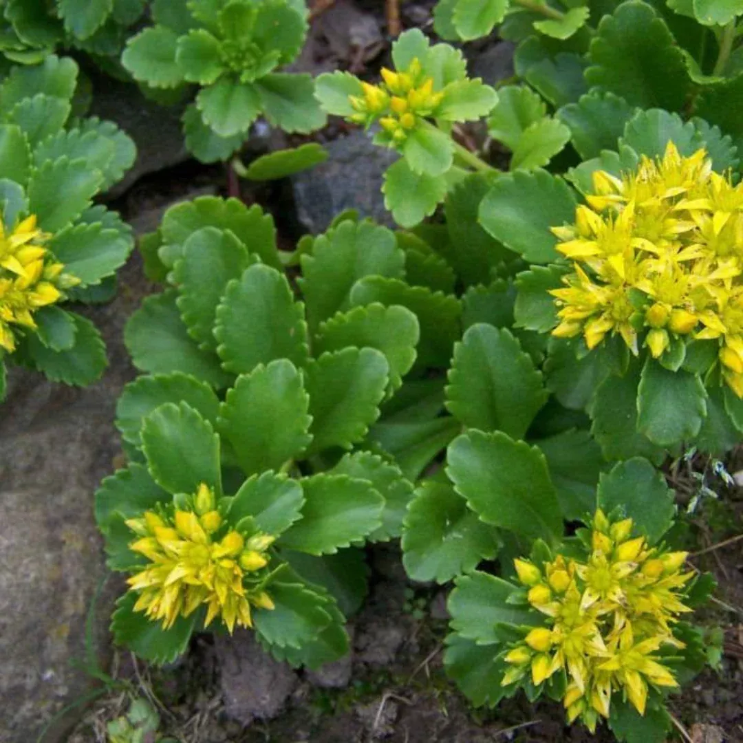 Sedum 'Russian Stonecrop'