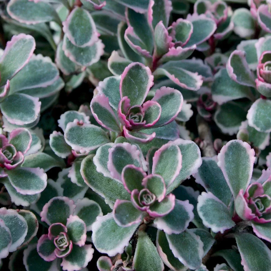 Sedum 'Tricolour'