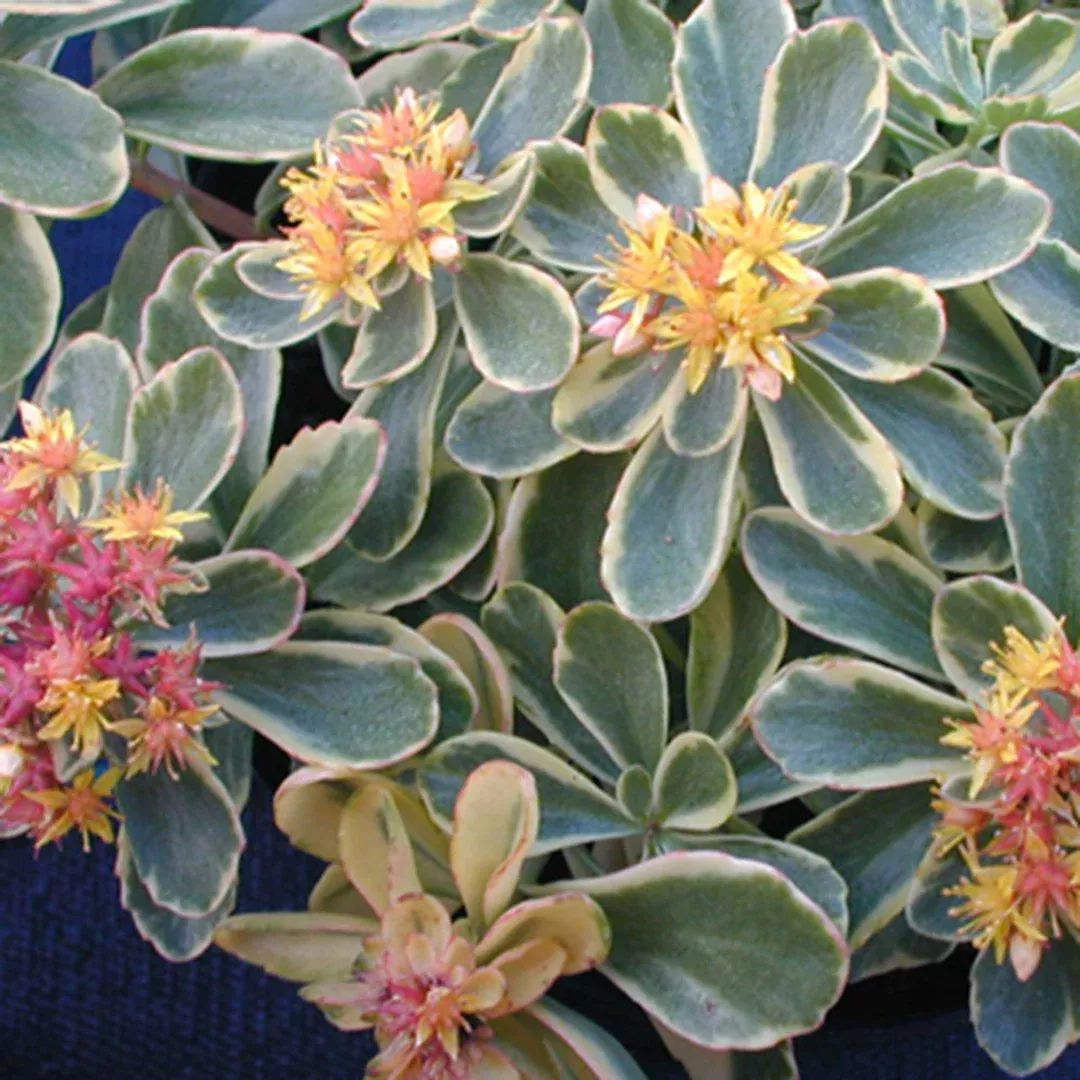 Sedum 'Variegatum'