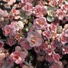 Sedum 'Voodoo'