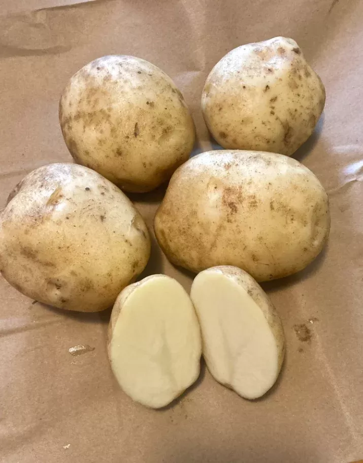 Seed Potato, Eva, Organic