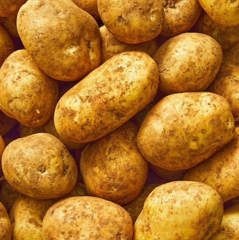 Seed Potato, Kennebec, Organic