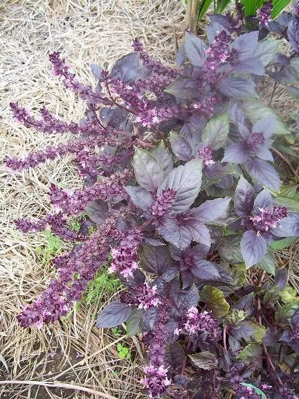 Seeds, Basil Dark Opal