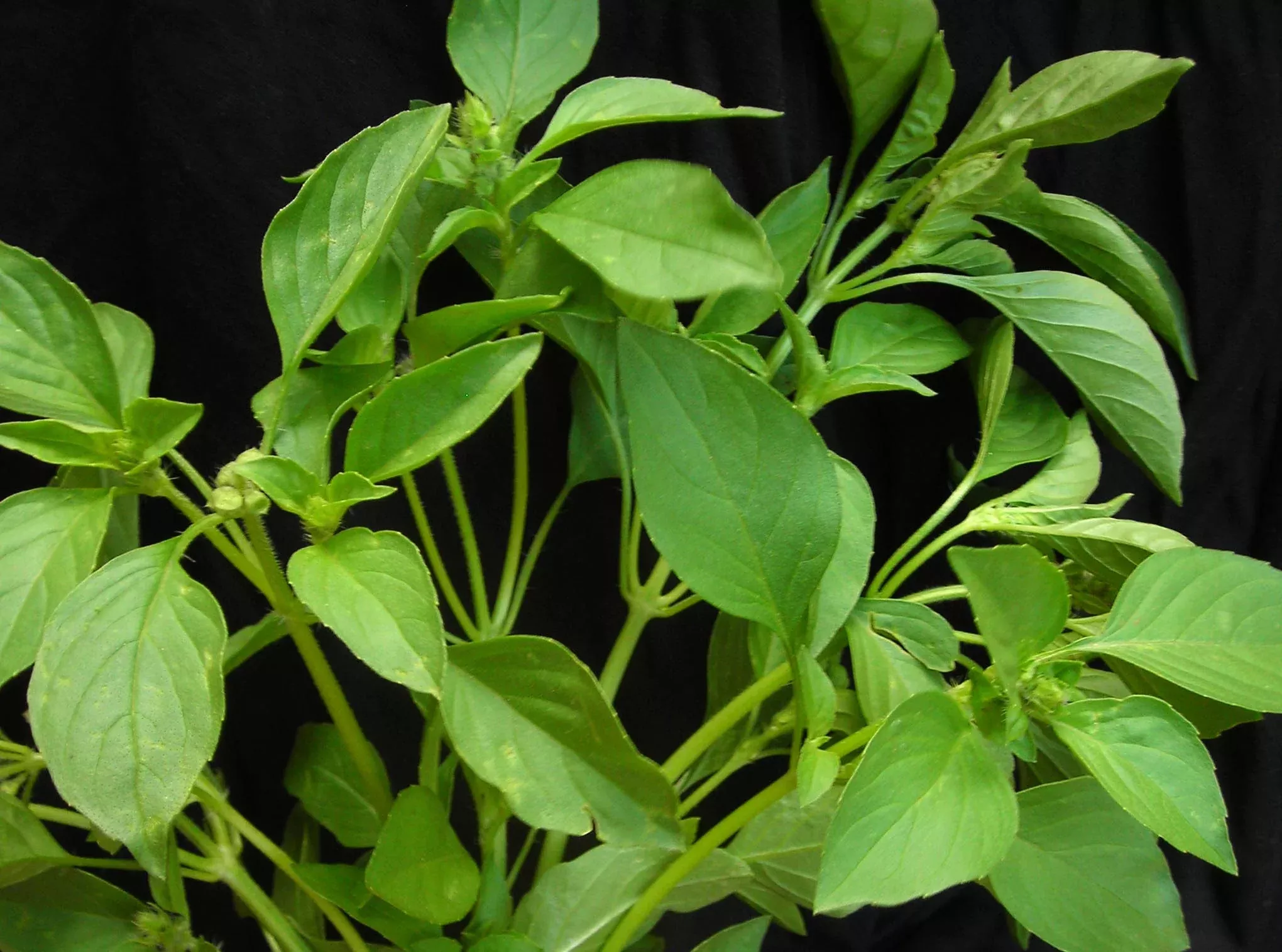 Seeds, Basil Lemon