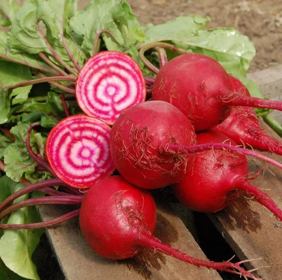 Seeds, Beets, Chiogga