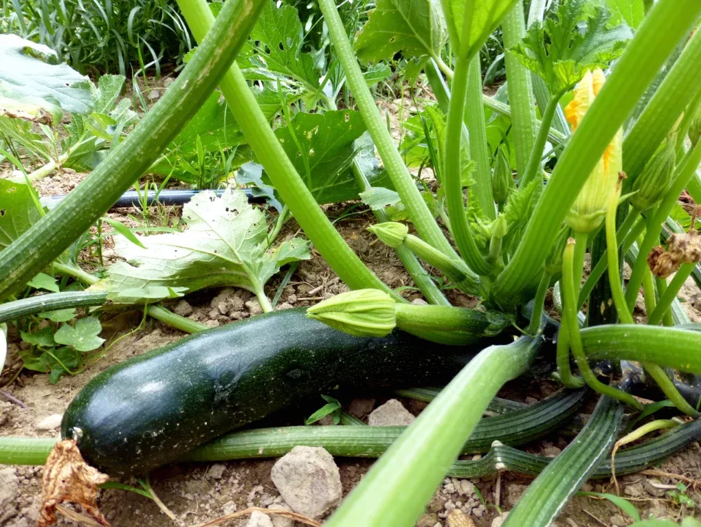 Seeds, Black Beauty Zucchini