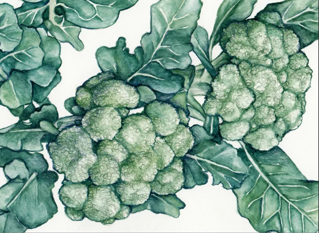 Seeds, Broccoli Calabrese