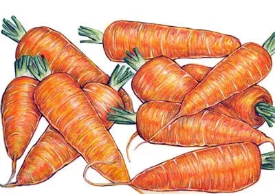 Seeds, Carrot Chantenay Red Core