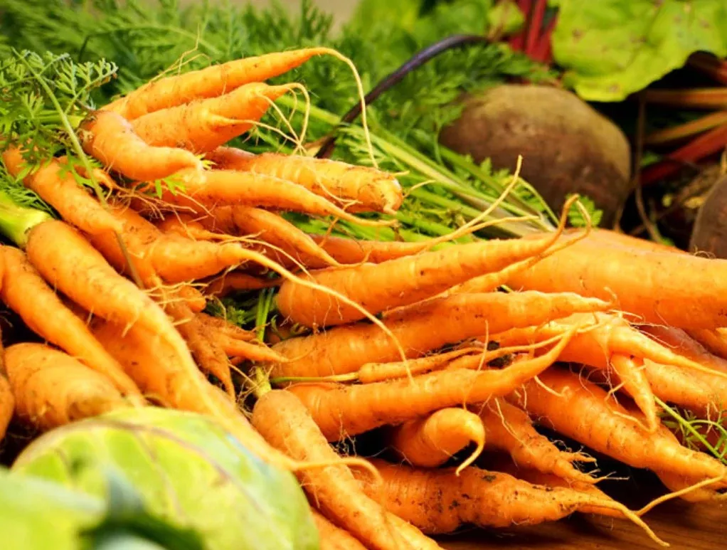 Seeds, Carrot Danvers 126