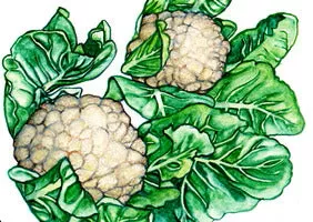 Seeds, Cauliflower Snowball Self-Blanching