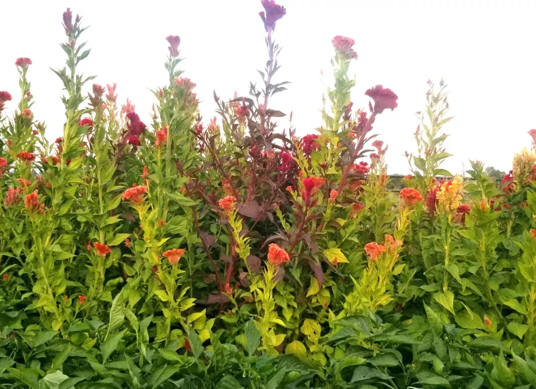 Seeds, Celosia Tall Menagerie Mix
