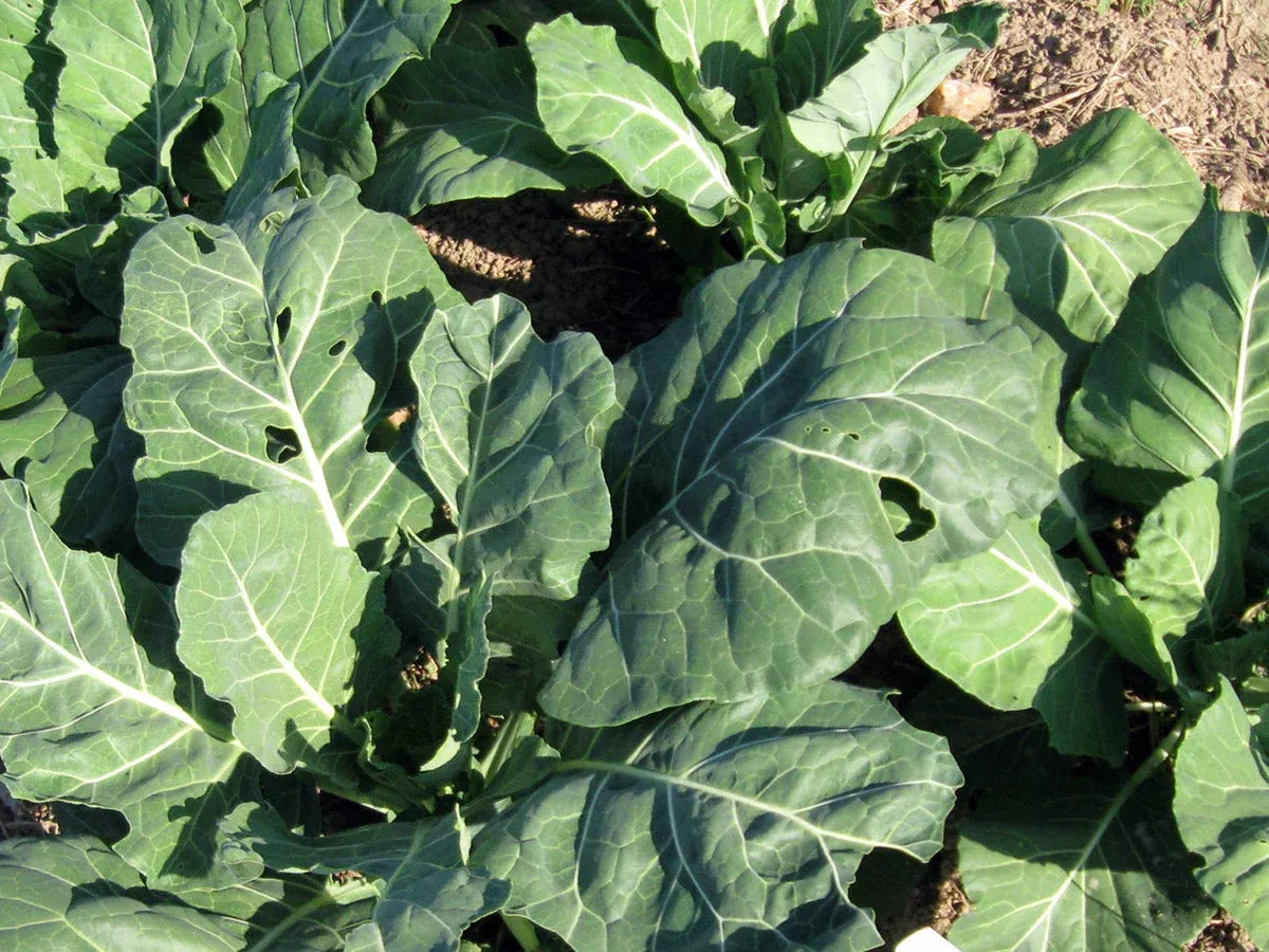 Seeds, Collards Champion