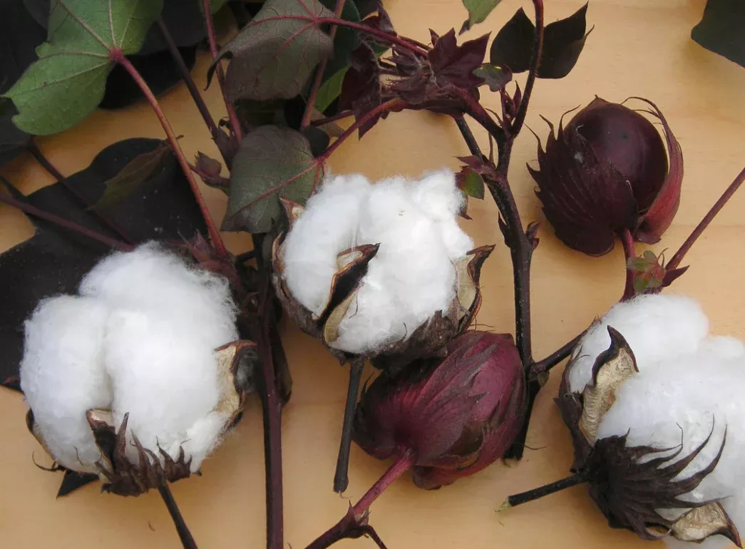 Seeds, Cotton Red Foliated White
