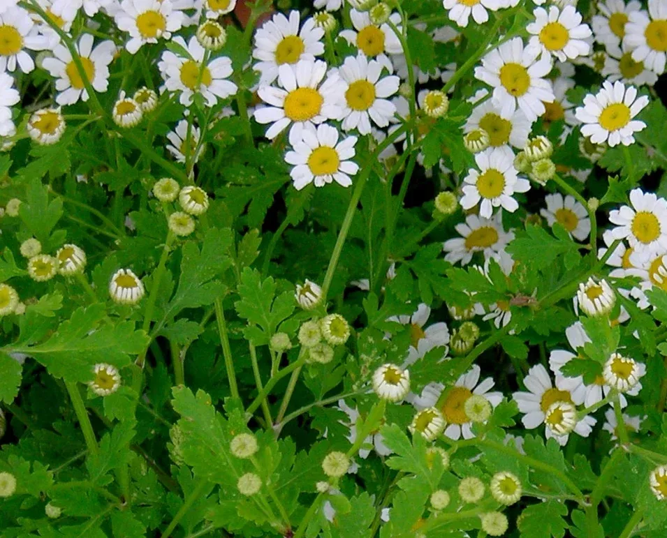 Seeds, Feverfew