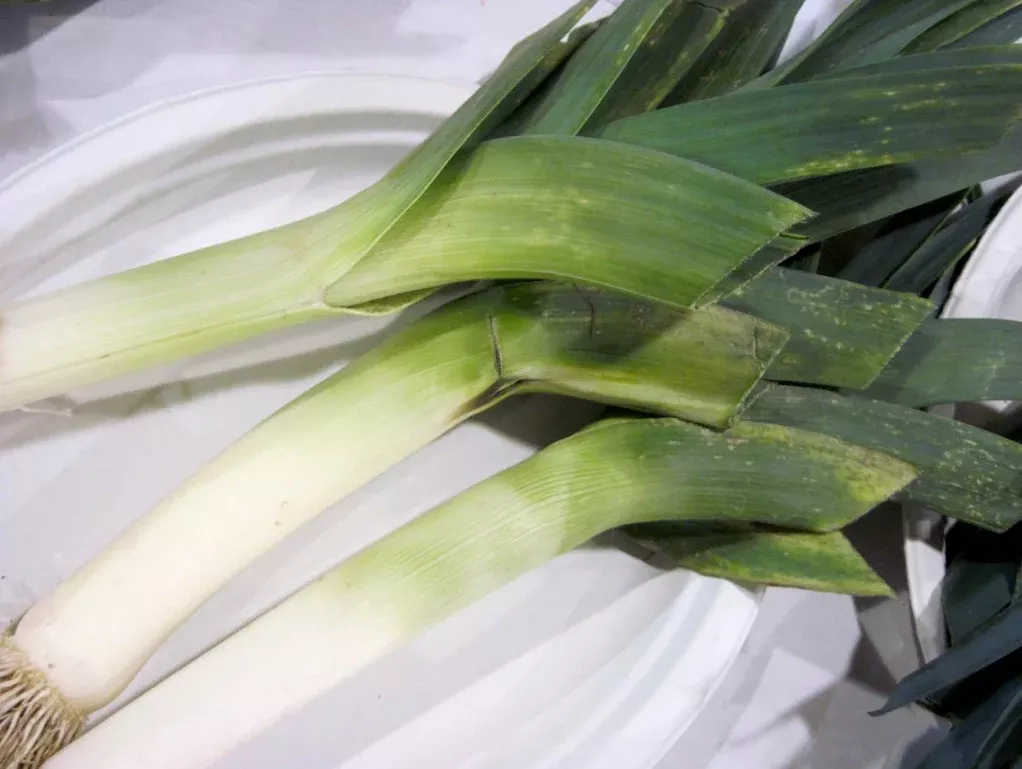 Seeds, Leeks King Sieg