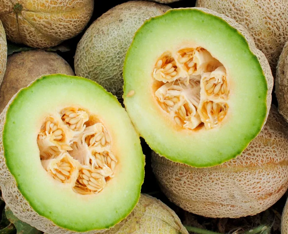 Seeds, Melon Eden Gem (Rocky Ford)