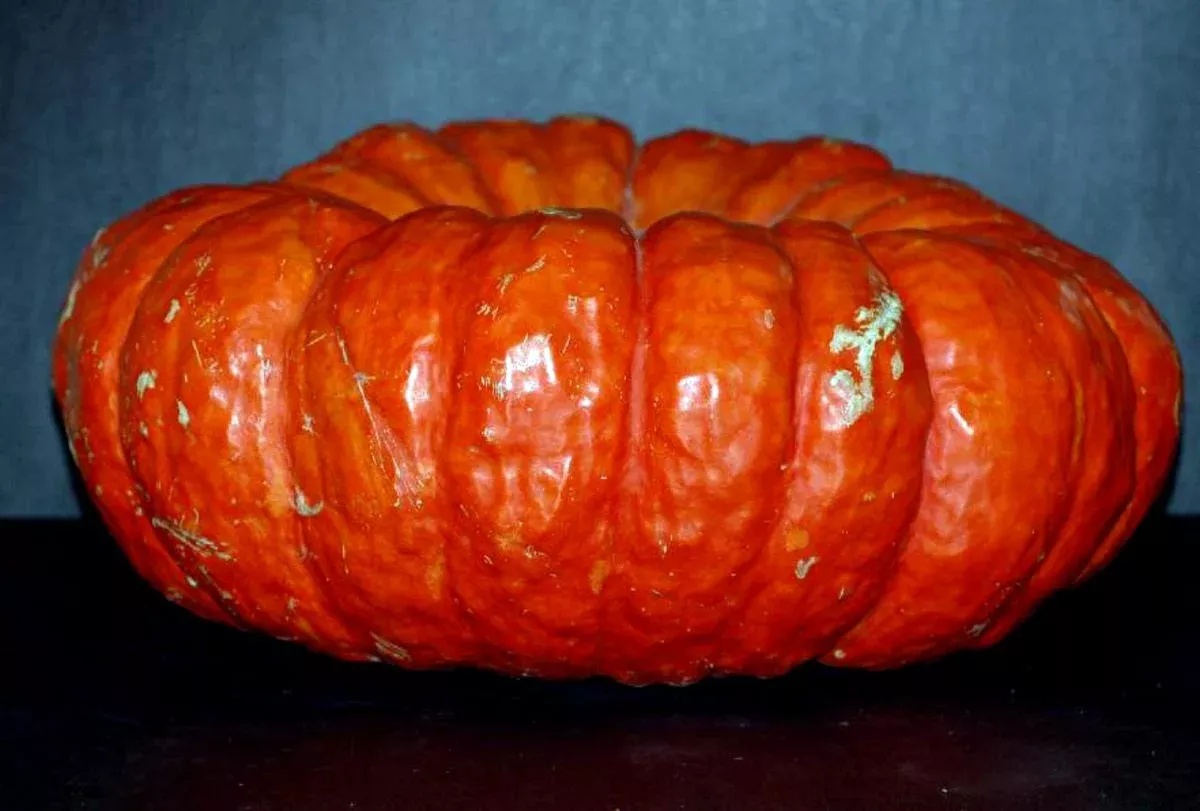 Seeds, Pumpkin Rouge Vif D'Etampes (Cinderella)