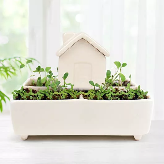 Self Watering House Herb Garden