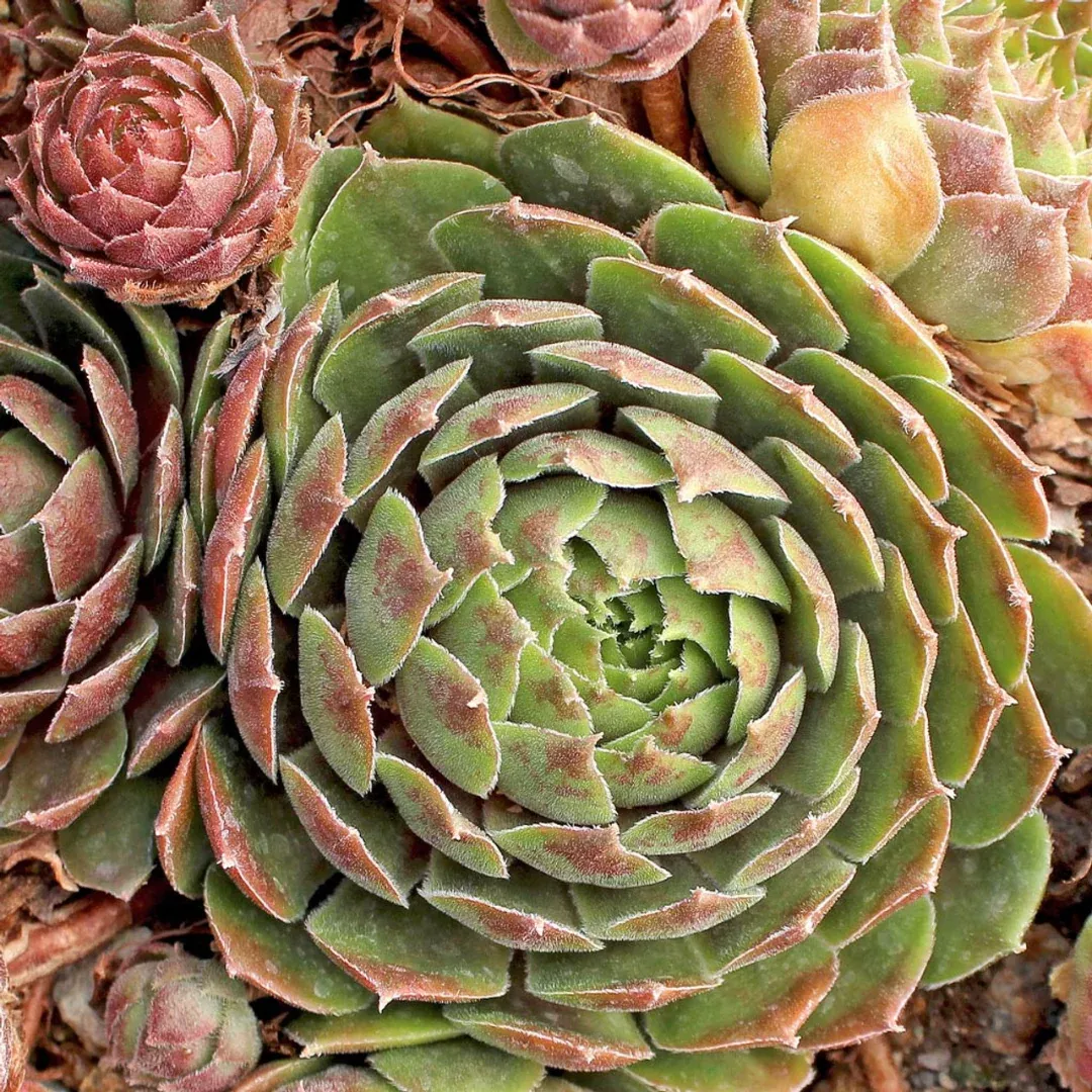 Sempervivum 'Commander Hay'