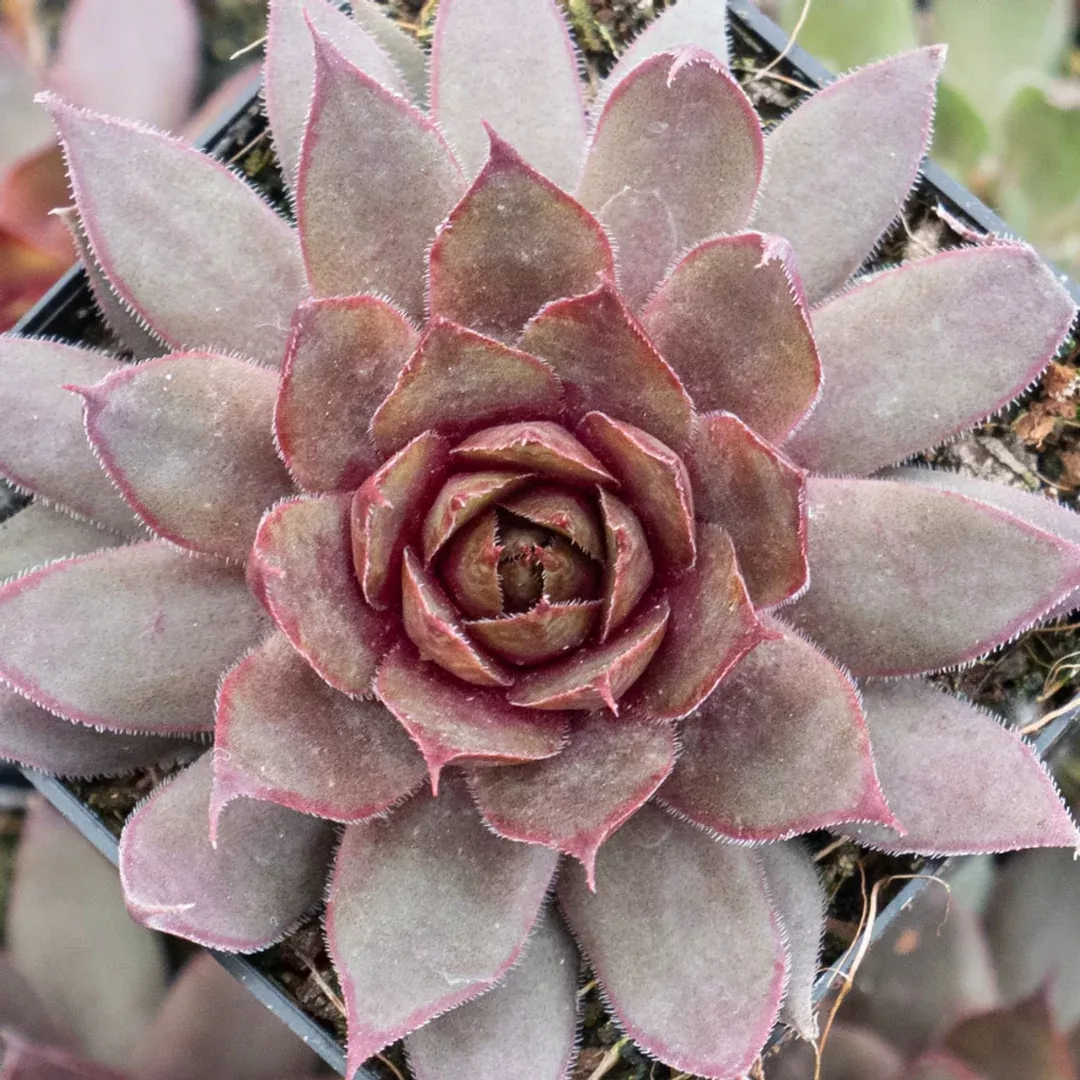 Sempervivum 'Red Beauty'