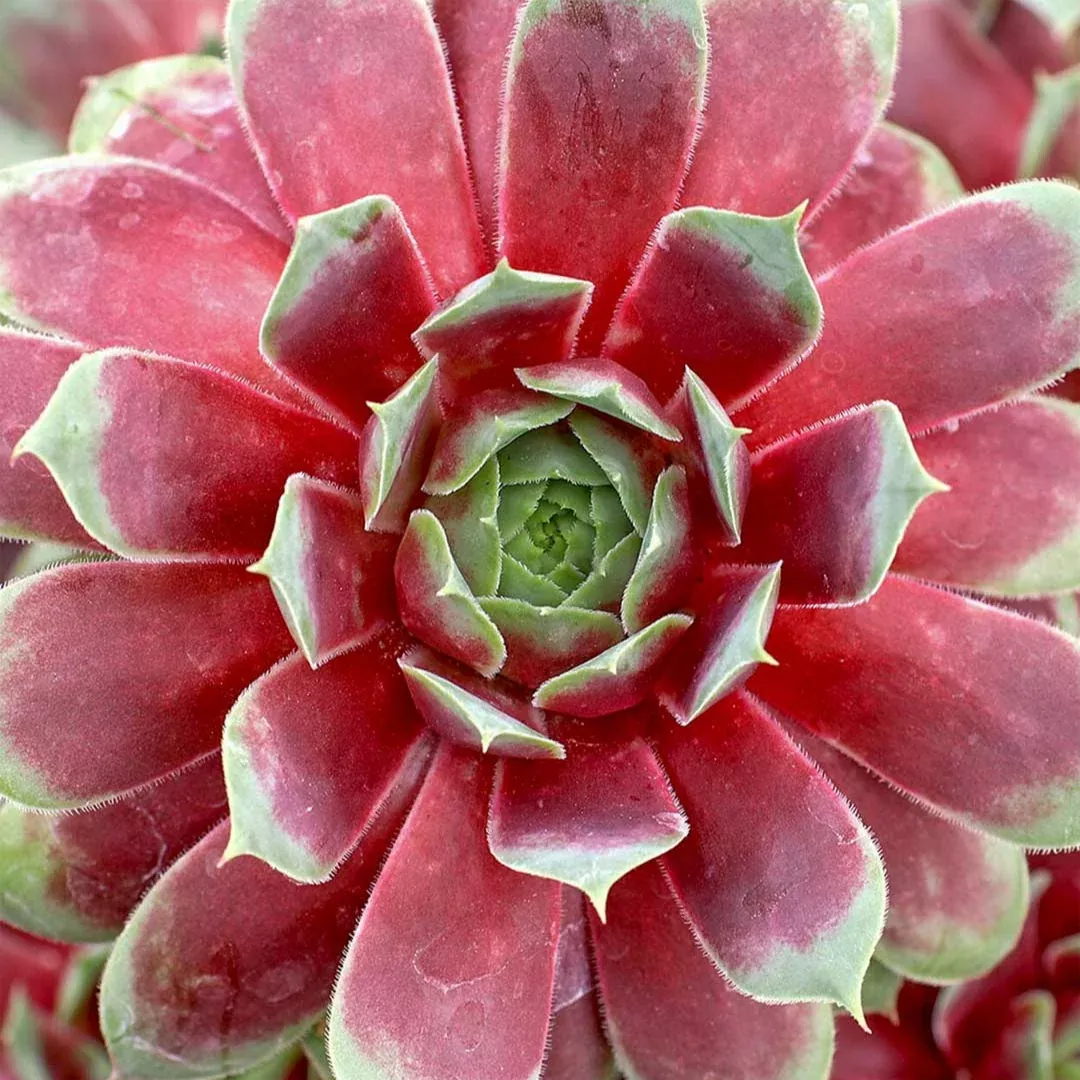 Sempervivum 'Ruby Heart'