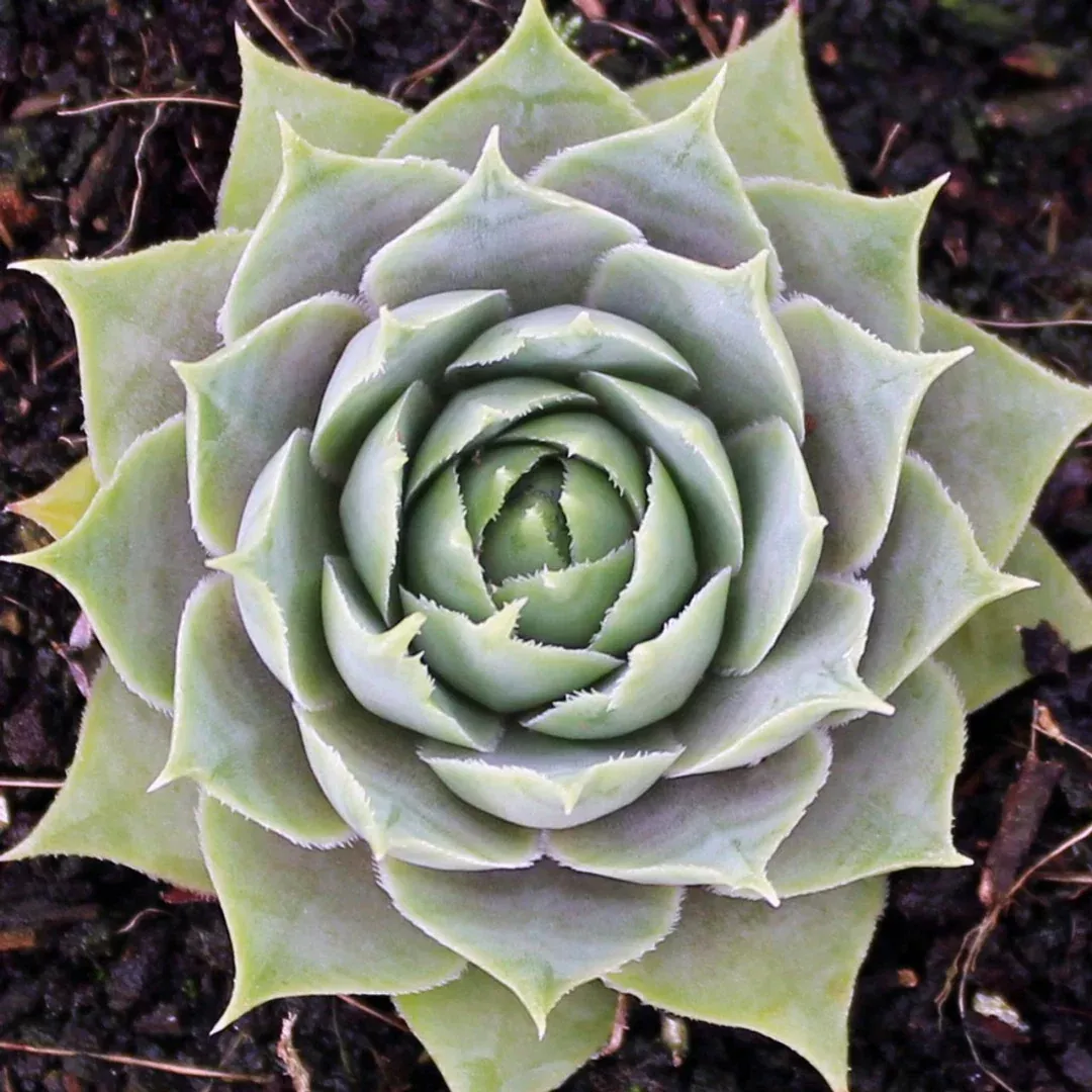 Sempervivum 'Silverene'