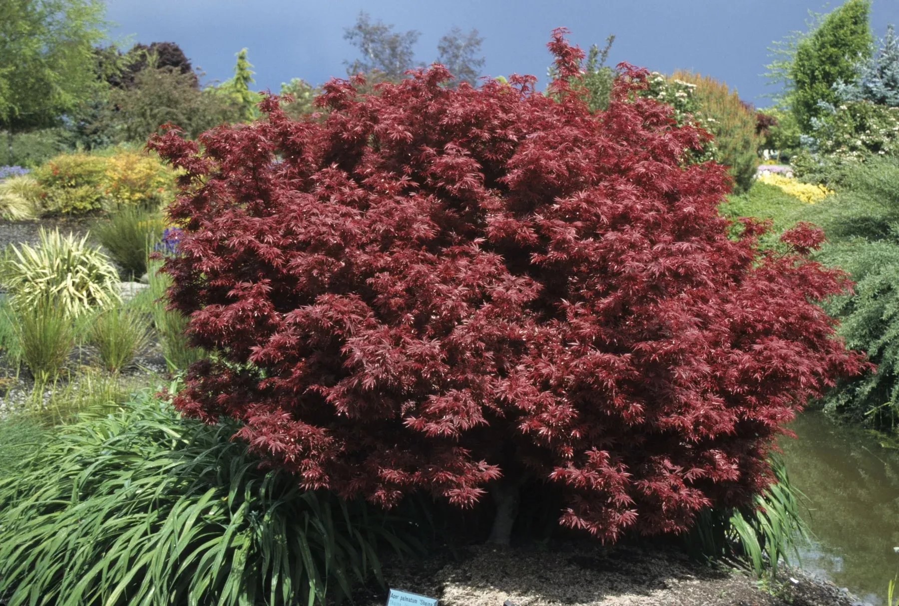Shaina Japanese Maple
