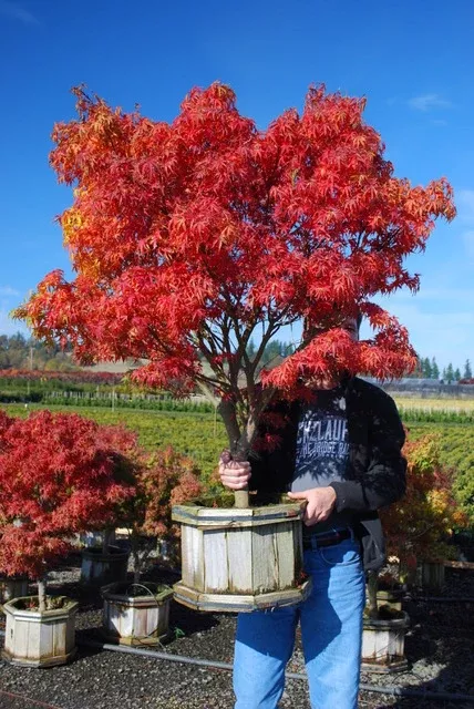 Sharp's Pygmy Japanese Maple
