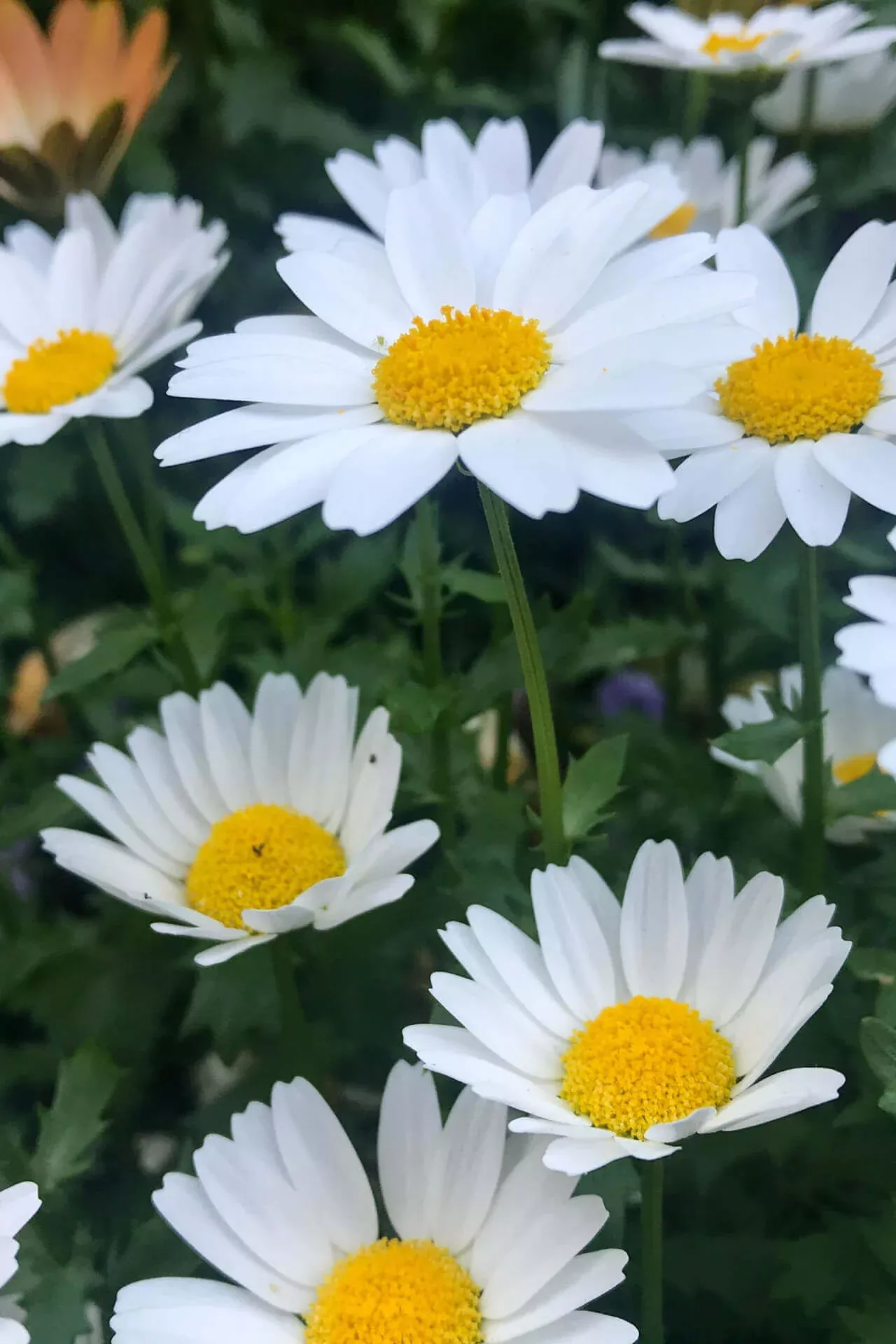 Shasta Daisy Plant